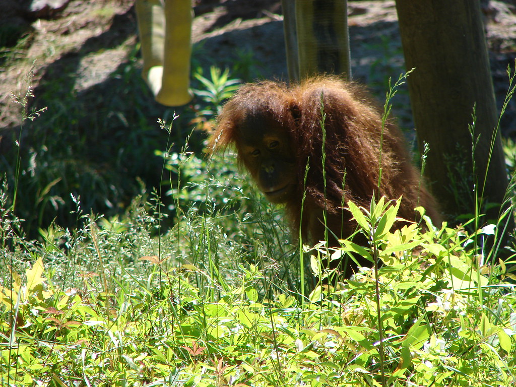 Orangutan Bebe @ Zoo Atlanta — foto de Juan Peláez