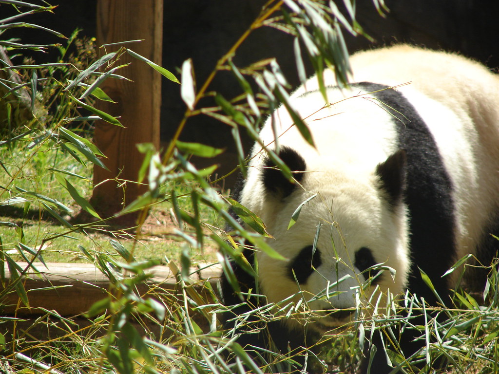 Panda @ Zoo Atlanta II — foto de Juan Peláez