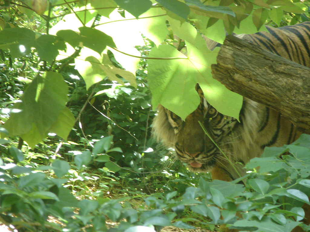 Tigre @ Zoo Atlanta III — foto de Juan Peláez