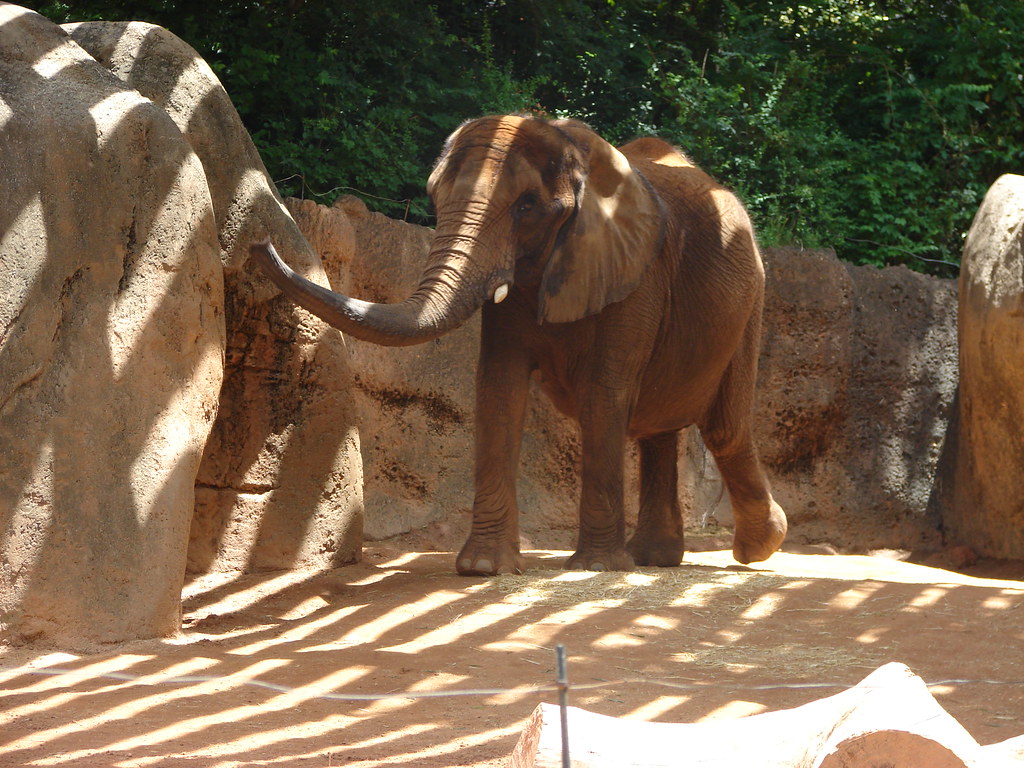 Elefante @ Zoo Atlanta — foto de Juan Peláez
