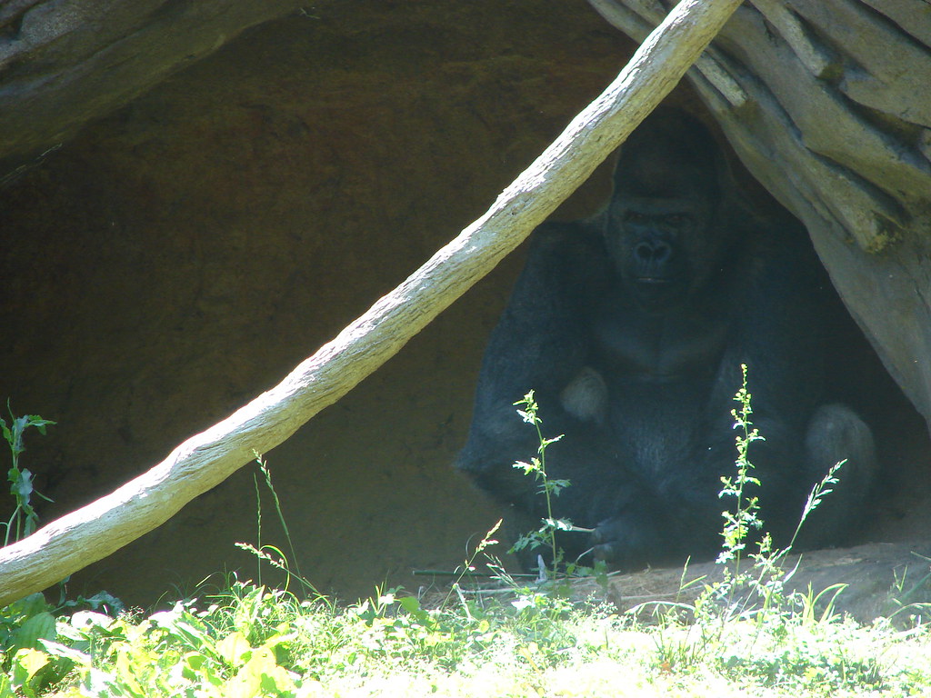 Gorila @ Zoo Atlanta II — foto de Juan Peláez