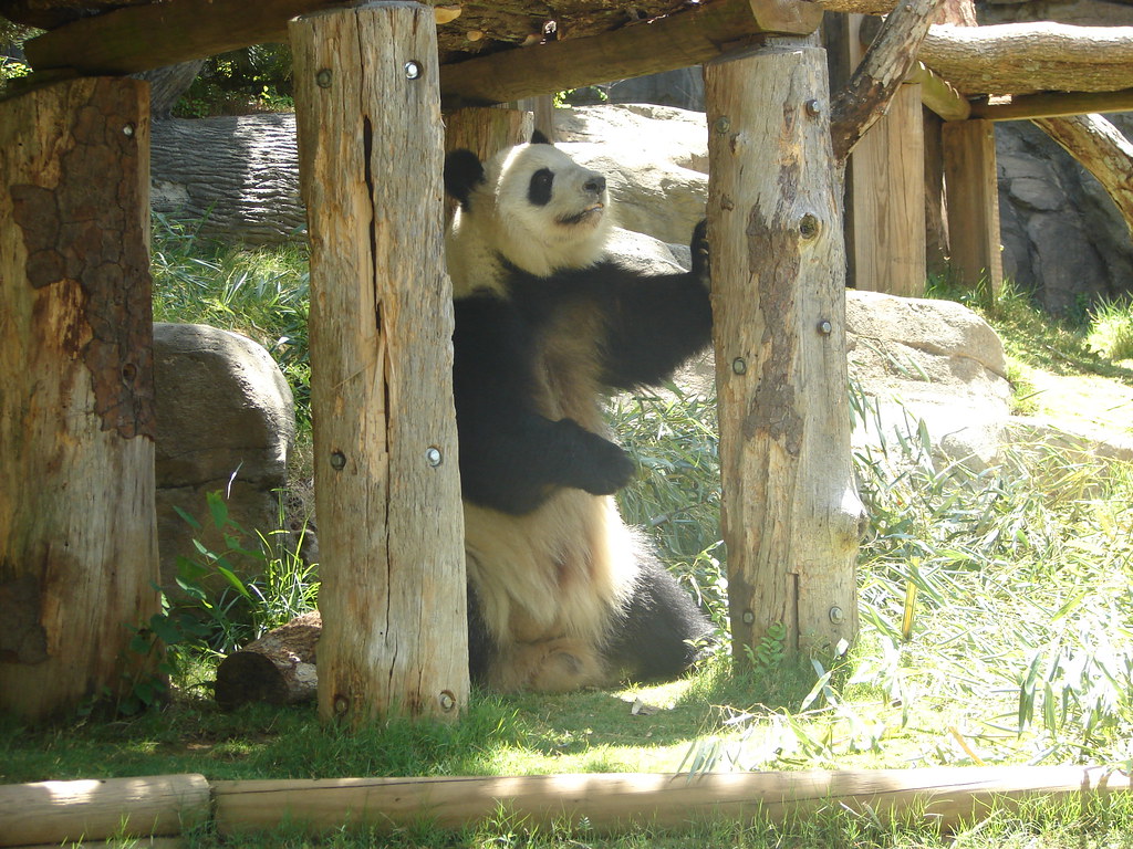 Panda @ Zoo Atlanta III — foto de Juan Peláez
