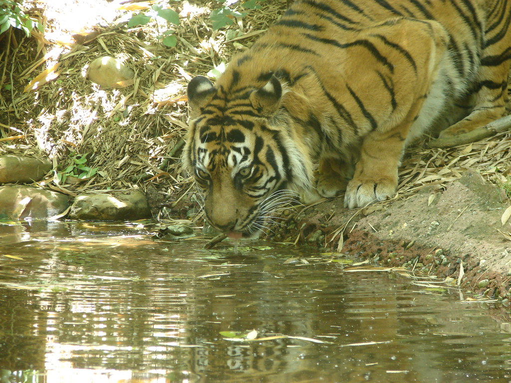 Tigre @ Zoo Atlanta II — foto de Juan Peláez