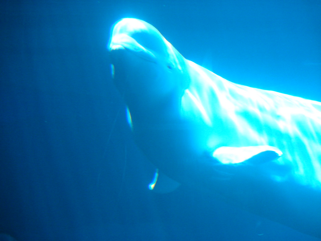 Ballena Beluga @ Atlanta Aquarium II — foto de Juan Peláez