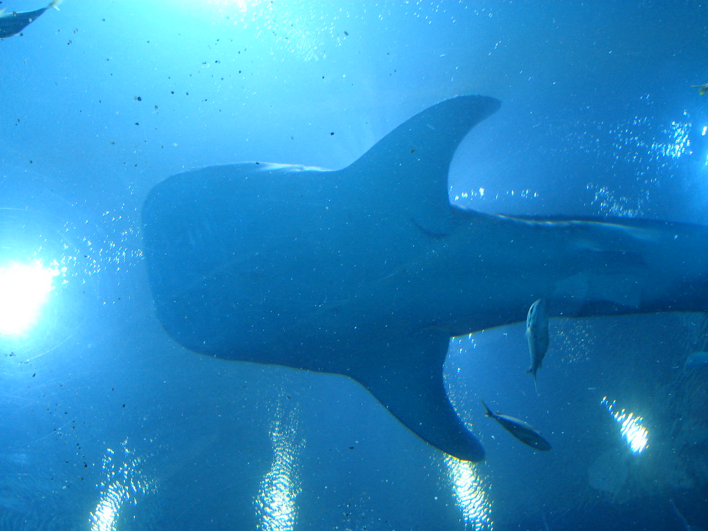 Tiburon Ballena @ Atlanta Aquarium II — foto de Juan Peláez