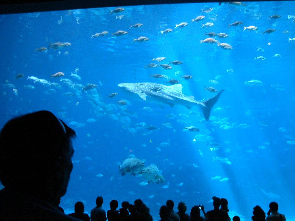 Tiburon Ballena @ Atlanta Aquarium — foto de Juan Peláez