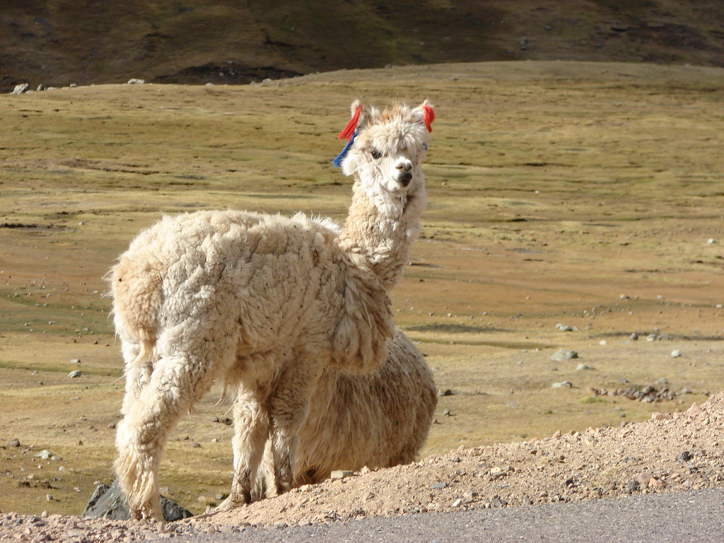 De llamas, vicuñas, alpacas y otros camelidos — foto de Juan Peláez