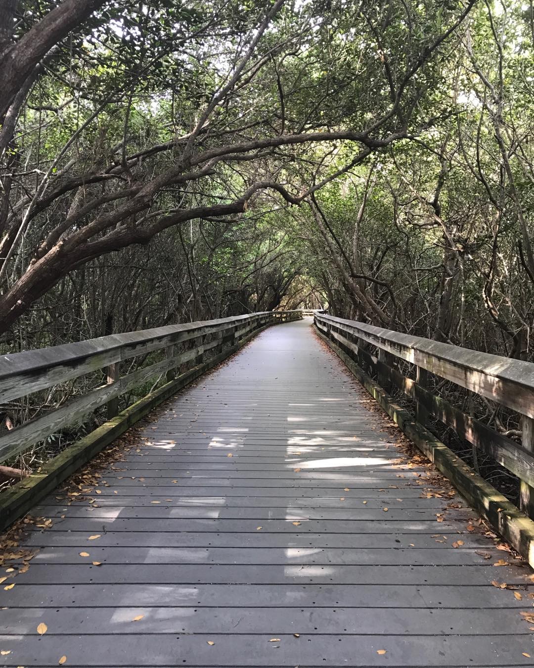 Bridge — foto de Juan Peláez