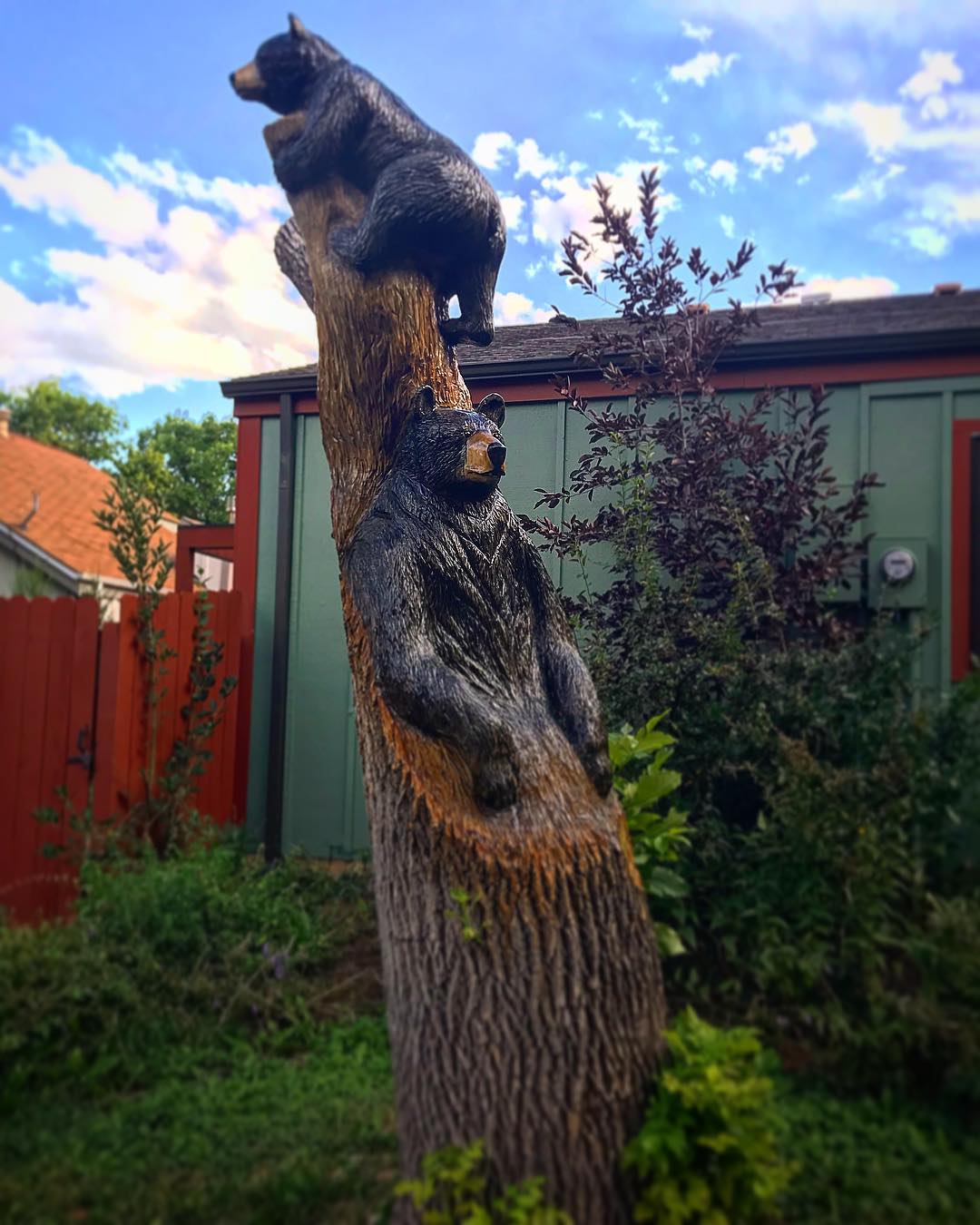 Bear Tree — foto de Juan Peláez