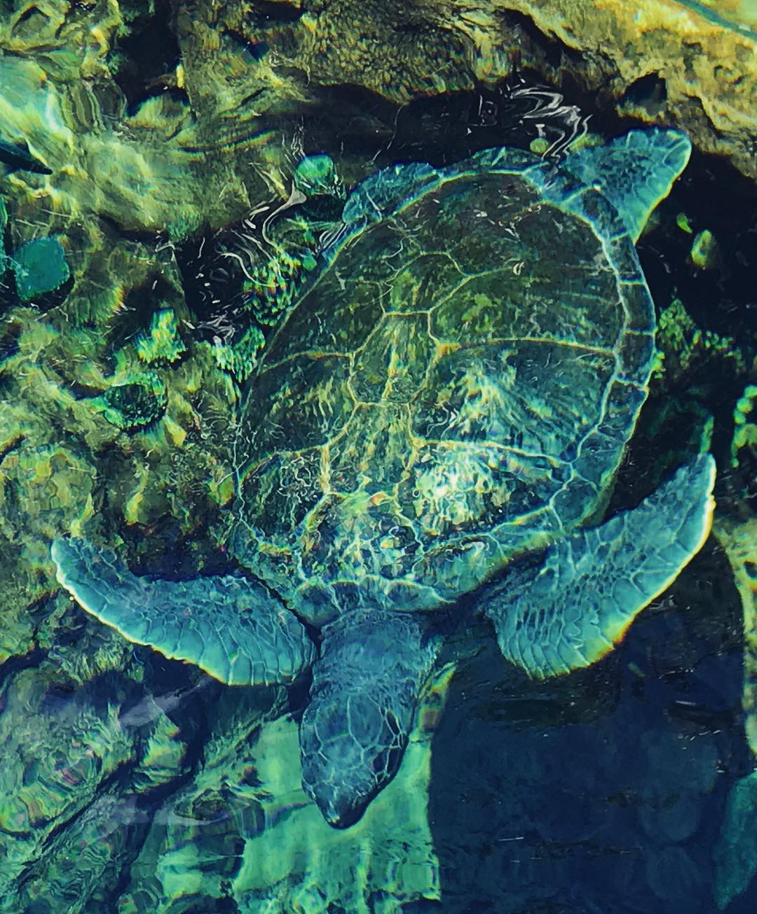 Sea Turtle — foto de Juan Peláez