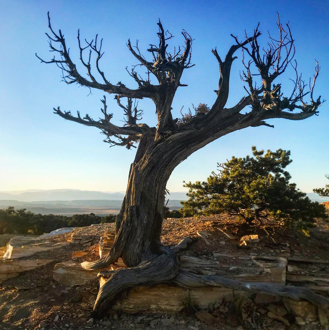 Resilience. (I believe every image speaks by itself and it is silly try to explain it, however in this particular… — foto de Juan Peláez