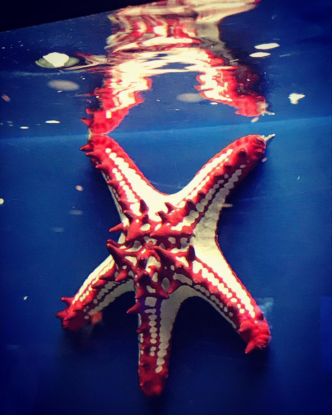 Starfish or sea stars are star-shaped echinoderms belonging to the class Asteroidea — foto de Juan Peláez