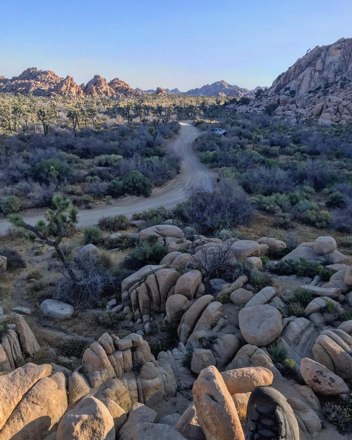 Joshua Tree Morning Light — foto de Juan Peláez
